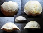 Atrypida. Очередная вариация.