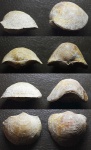 Atrypida. Морфология.