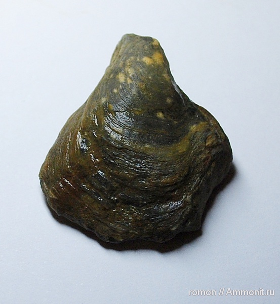 девон, Devonian