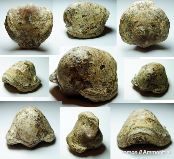 брахиоподы, девон, Devonian, Atrypa, Atrypida