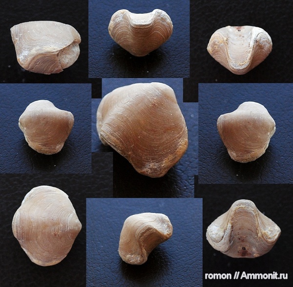 брахиоподы, девон, Devonian, Athyris, Athyris concentrica, Athyridida