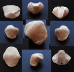 Athyris concentrica.