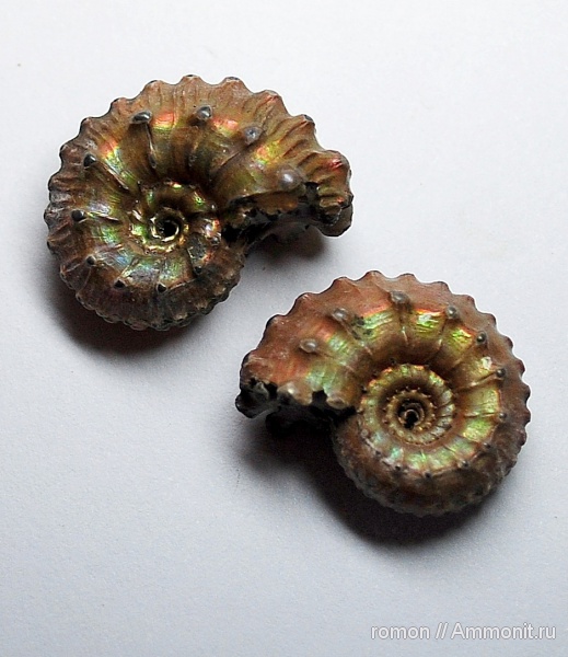 Kosmoceras, Kosmoceras gemmatum