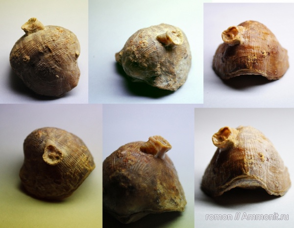 обрастание, брахиопода-прилипала, encrustation of brachiopods, Epizoans