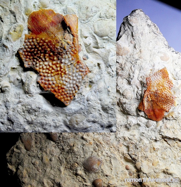 девон, рыбы, Devonian, плакодермы, Ptyctodus, fish