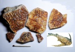 Плакодермы,фрагменты панциря.