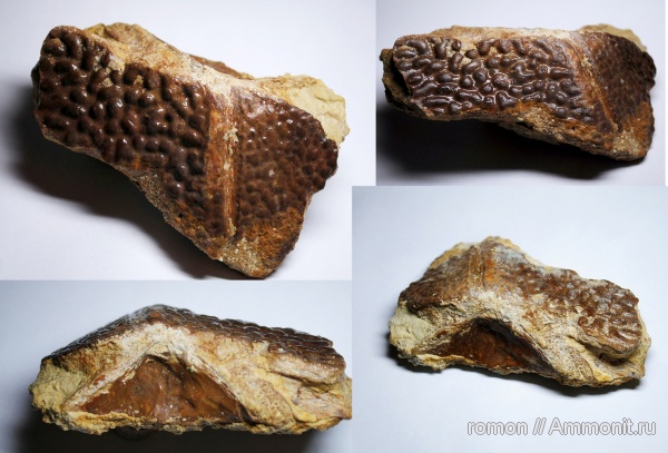 девон, Devonian, плакодермы, Ptyctodus