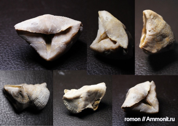 брахиоподы, девон, Devonian, Cyrtospirifer, Spiriferida, Cyrtospirifer tenticulum