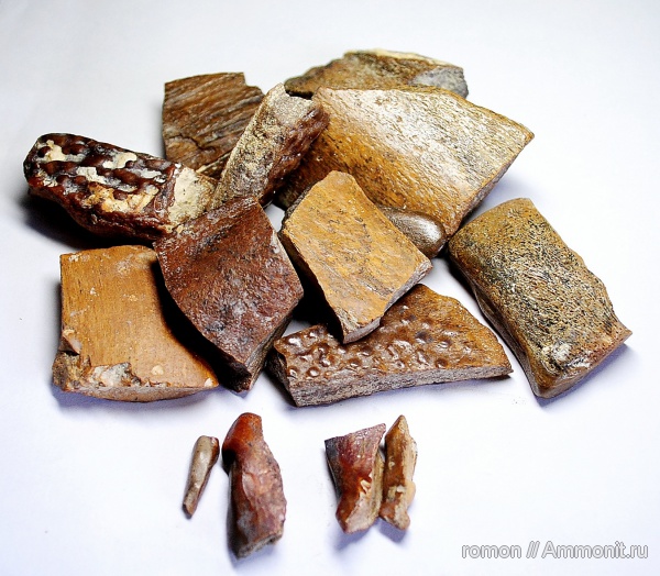 девон, Devonian, плакодермы