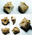 Cyrtospirifer tenticulum.