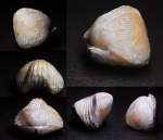 Брахиопода  Rhynchonellida.
