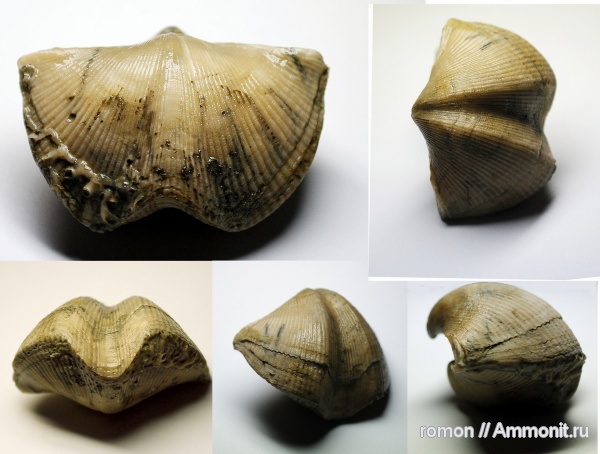 брахиоподы, девон, Devonian, Aulopora, Spiriferida, обрастание, encrustation of brachiopods, Epizoans