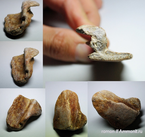 девон, позвоночные, Devonian, плакодермы