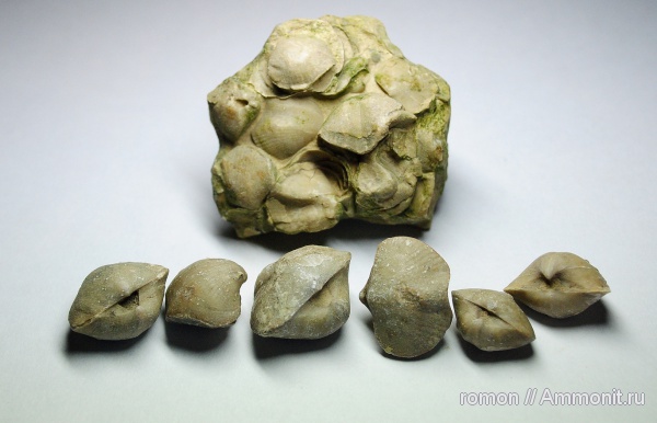 брахиоподы, девон, Devonian, Spiriferida