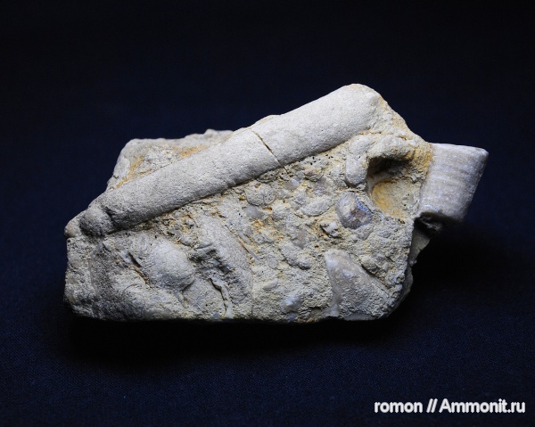 девон, Devonian