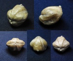 Anathyris.Athyridida.