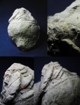 Ядрo Evlanoceras.Кораллы??