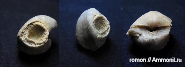 брахиоподы, девон, Devonian
