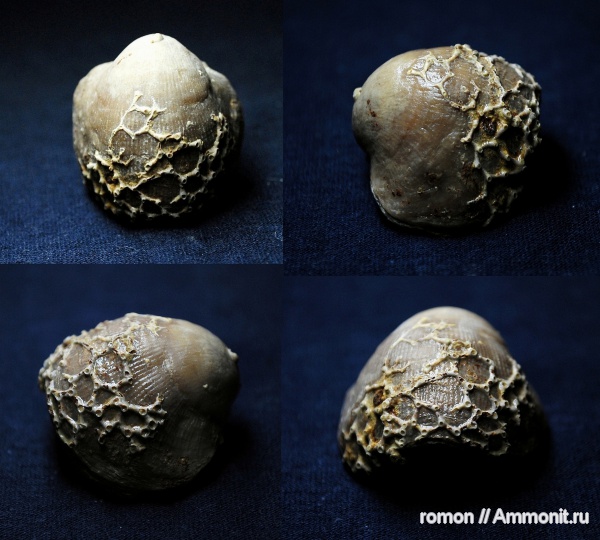 девон, Devonian, Aulopora, Atrypa, Atrypida, обрастание, encrustation of brachiopods, Epizoans