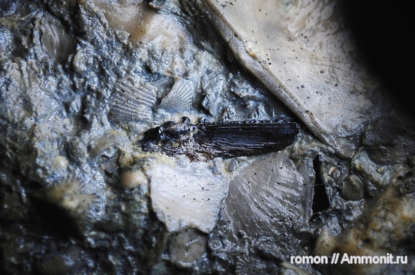девон, рыбы, зубы, позвоночные, Devonian, Acanthodii, челюсти, fish, teeth