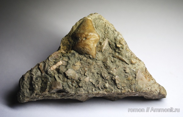 брахиоподы, девон, Devonian, Athyridida, Anathyris