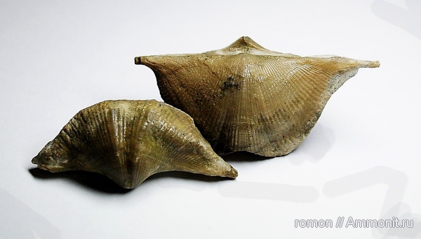 брахиоподы, девон, Devonian, Cyrtospirifer, Spiriferida