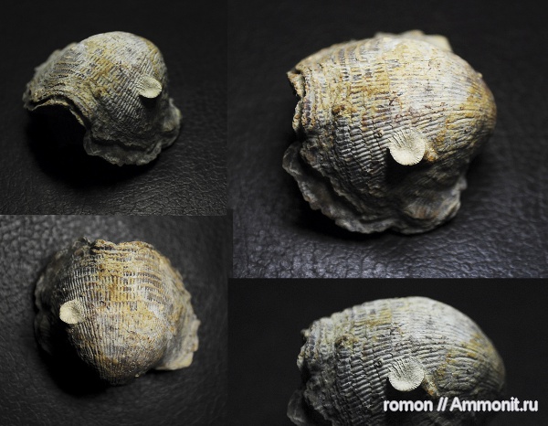брахиоподы, девон, кораллы, Devonian, Atrypida, обрастание, encrustation of brachiopods, Epizoans