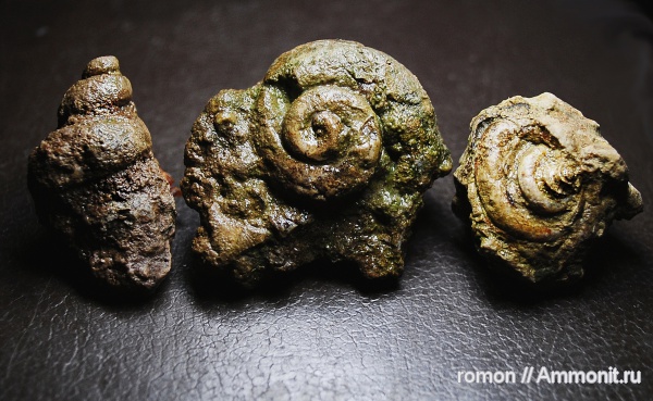 гастроподы, девон, брюхоногие моллюски, Devonian