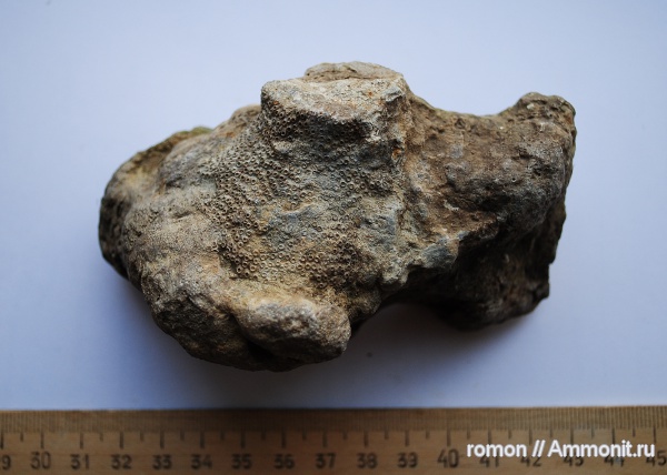 девон, кораллы, Devonian, Tabulata, обрастание