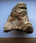 Alveolites