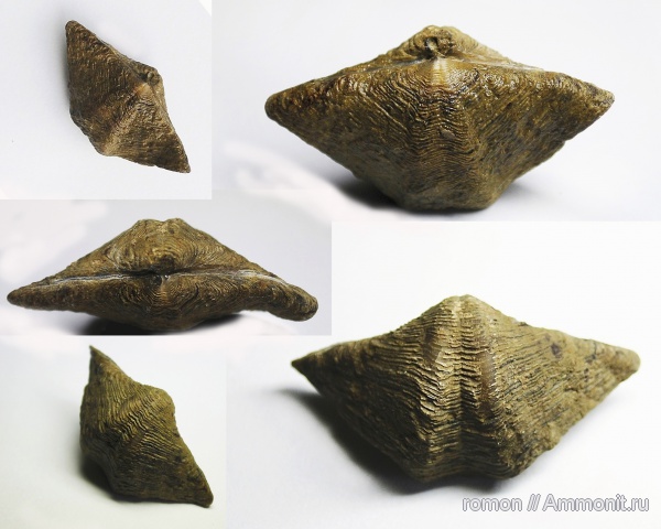 брахиоподы, девон, Devonian, Athyridida, Anathyris
