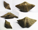 Крупная редкая Anathyris.Athyridida.