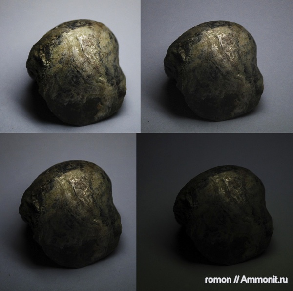 брахиоподы, девон, Devonian, Leiorhynchus