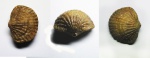Spinatrypa sp.
