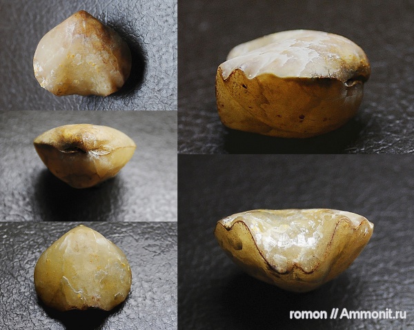 брахиоподы, девон, Devonian, Camarotoechia