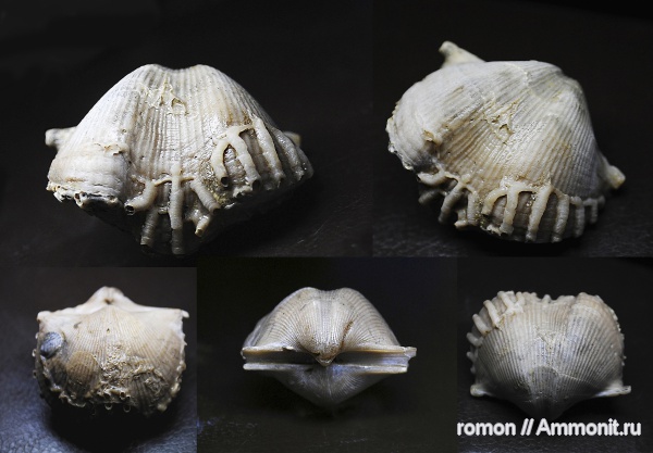 брахиоподы, девон, Devonian, Aulopora, Cyrtospirifer, Spiriferida, обрастание, encrustation of brachiopods, Epizoans