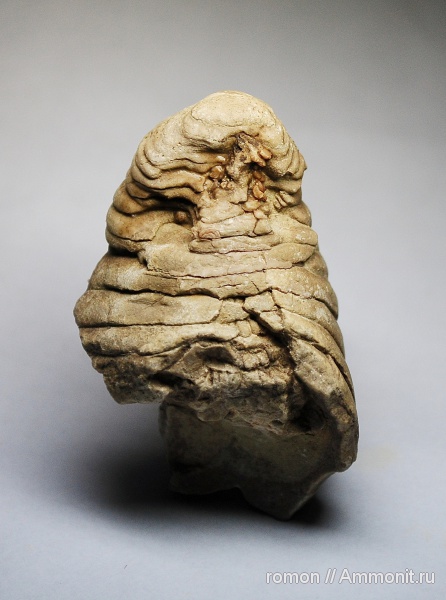 девон, головоногие моллюски, Devonian