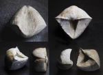 Гигант Cyrtospirifer tenticulum.