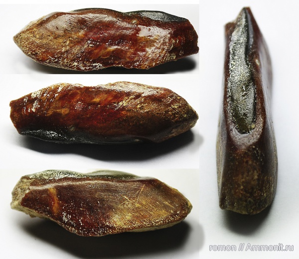 девон, Devonian, плакодермы, Ptyctodus