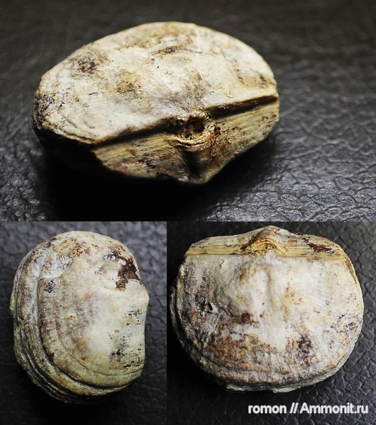 брахиоподы, девон, Devonian, Strophomenida, Schuchertella