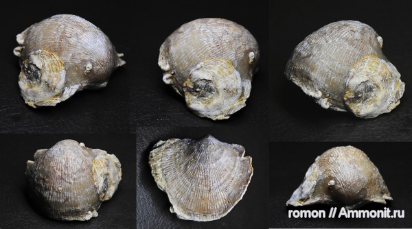 брахиоподы, девон, Devonian, Microconchida, Craniida, Atrypida, обрастание, брахиопода-прилипала, encrustation of brachiopods, Epizoans, Palaeoconchus, Двустворка-прилипала