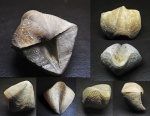 Cyrtospirifer tenticulum.