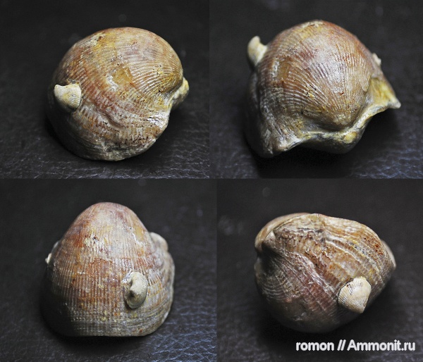 брахиоподы, девон, Devonian, Atrypa, Atrypida, Epizoans