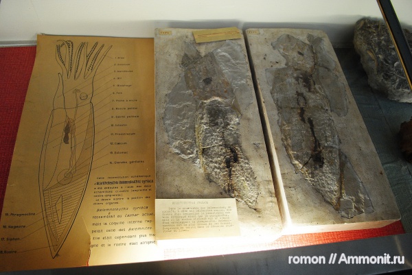 белемниты, музеи, MNHN, belemnites