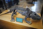 megacephalus
