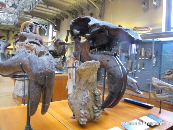 музеи, Deinotherium, MNHN