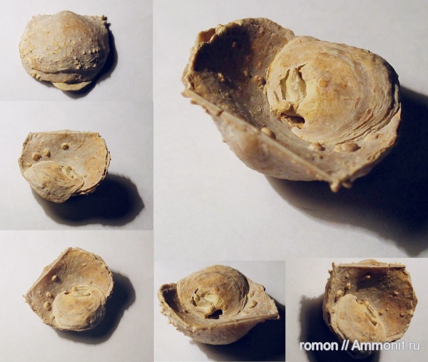 брахиоподы, девон, Devonian, Productida, Craniida, обрастание, брахиопода-прилипала, encrustation of brachiopods, Epizoans, Двустворка-прилипала