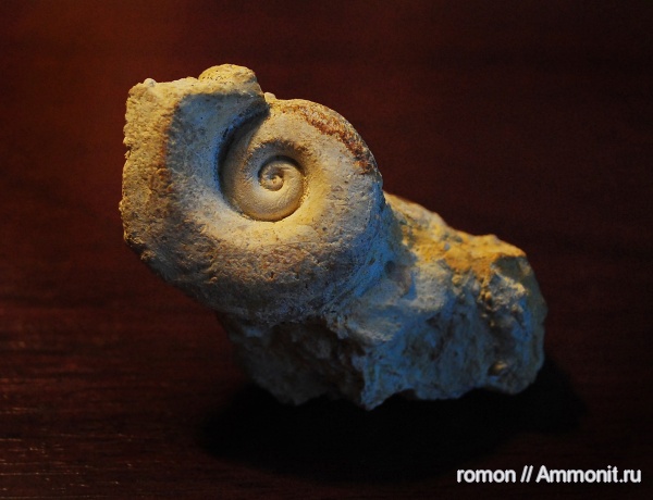 гастроподы, девон, Devonian