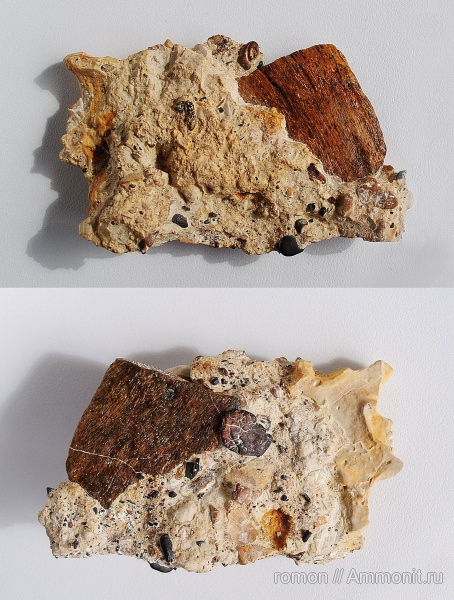 девон, рыбы, Devonian, fish