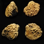 Aulopora.